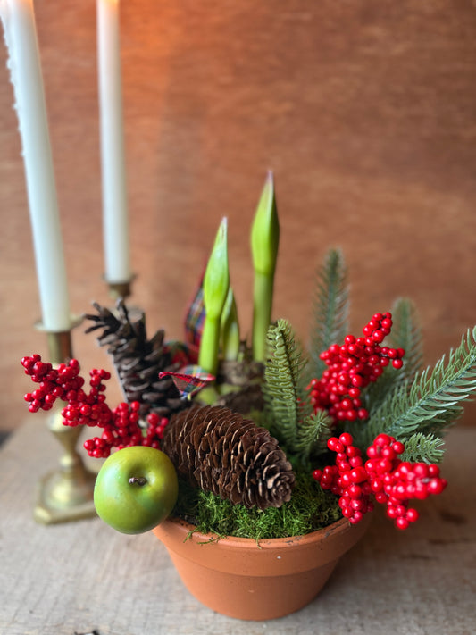 Amaryllis Planter, Decorated