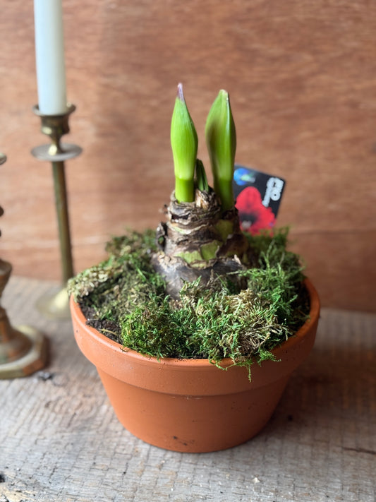 Amaryllis Planter
