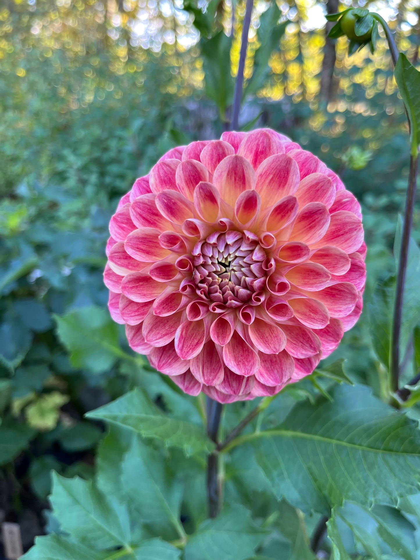RC- Dahlia 'RM James' (1 plant)