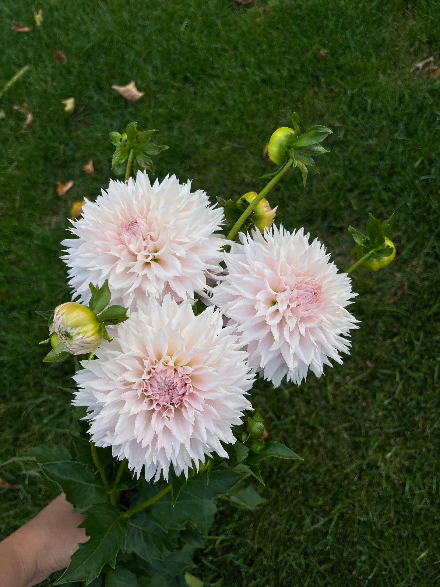RC- Dahlia 'Lee's Starchild' (1 plant)