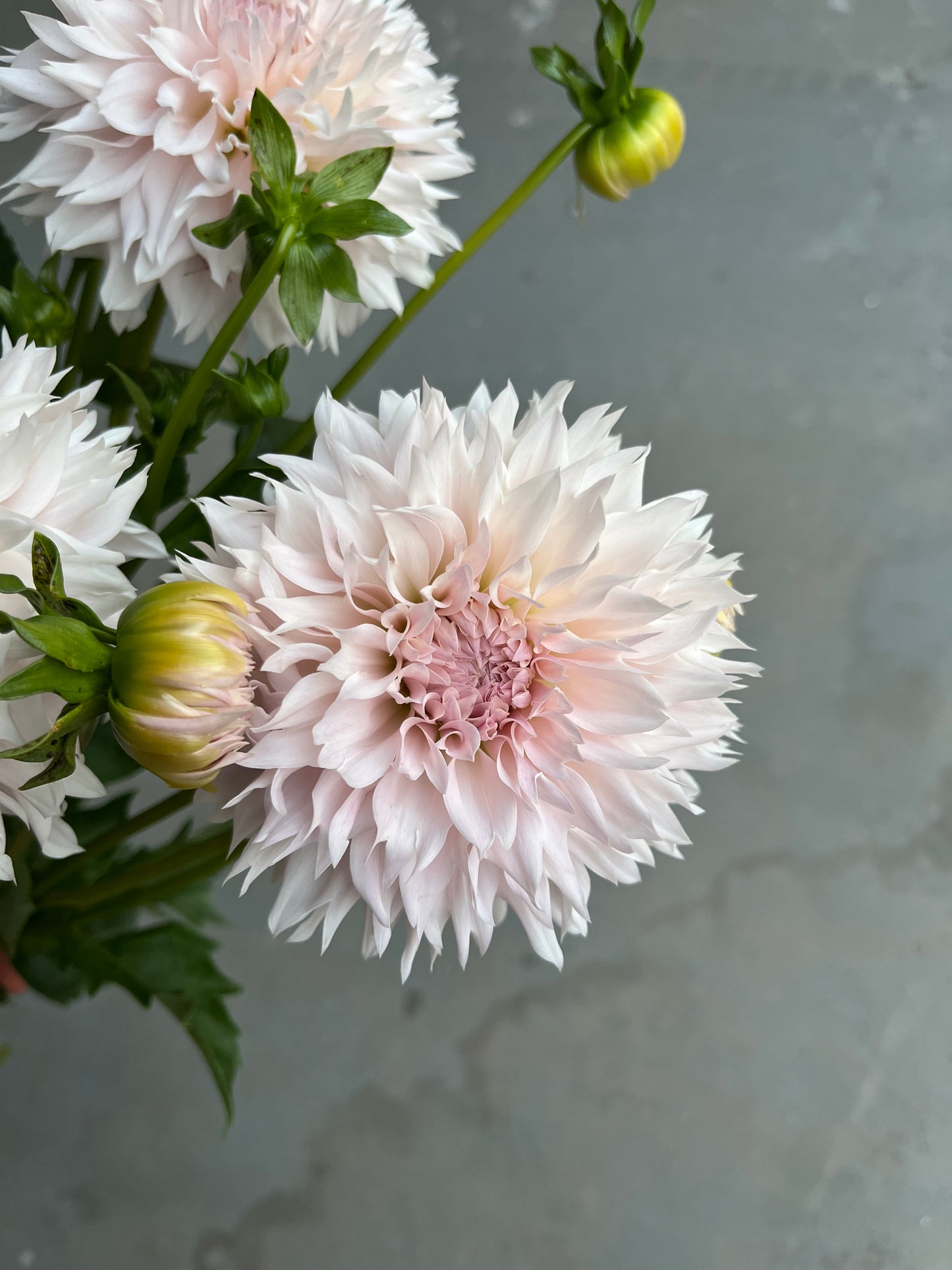 RC- Dahlia 'Lee's Starchild' (1 plant)