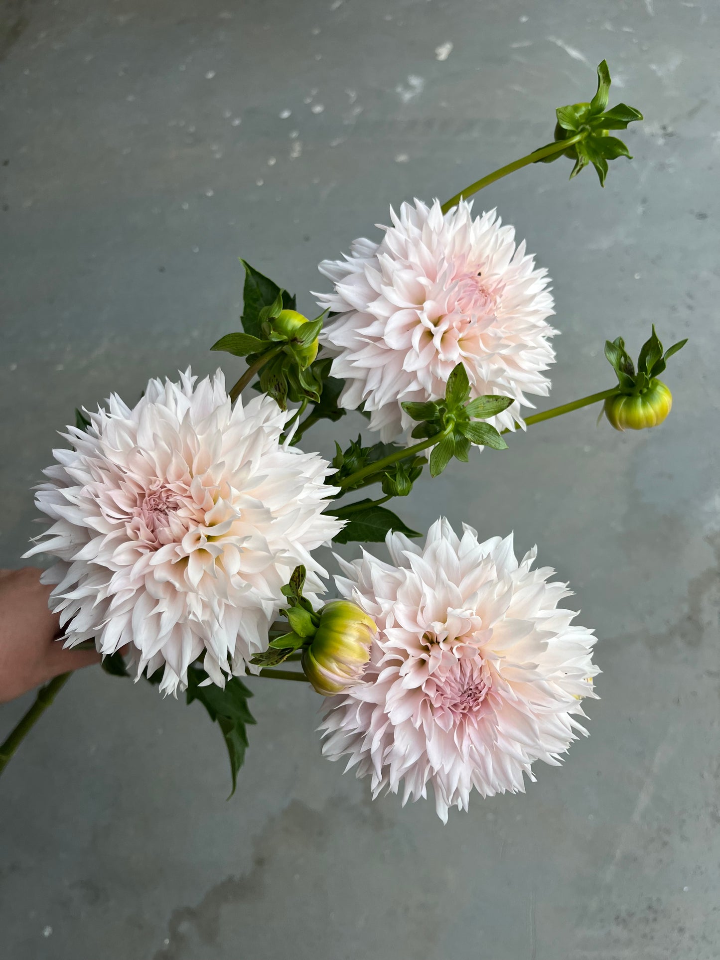 RC- Dahlia 'Lee's Starchild' (1 plant)