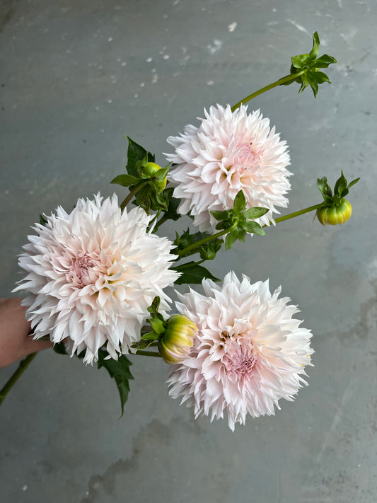 RC- Dahlia 'Lee's Starchild' (1 plant)