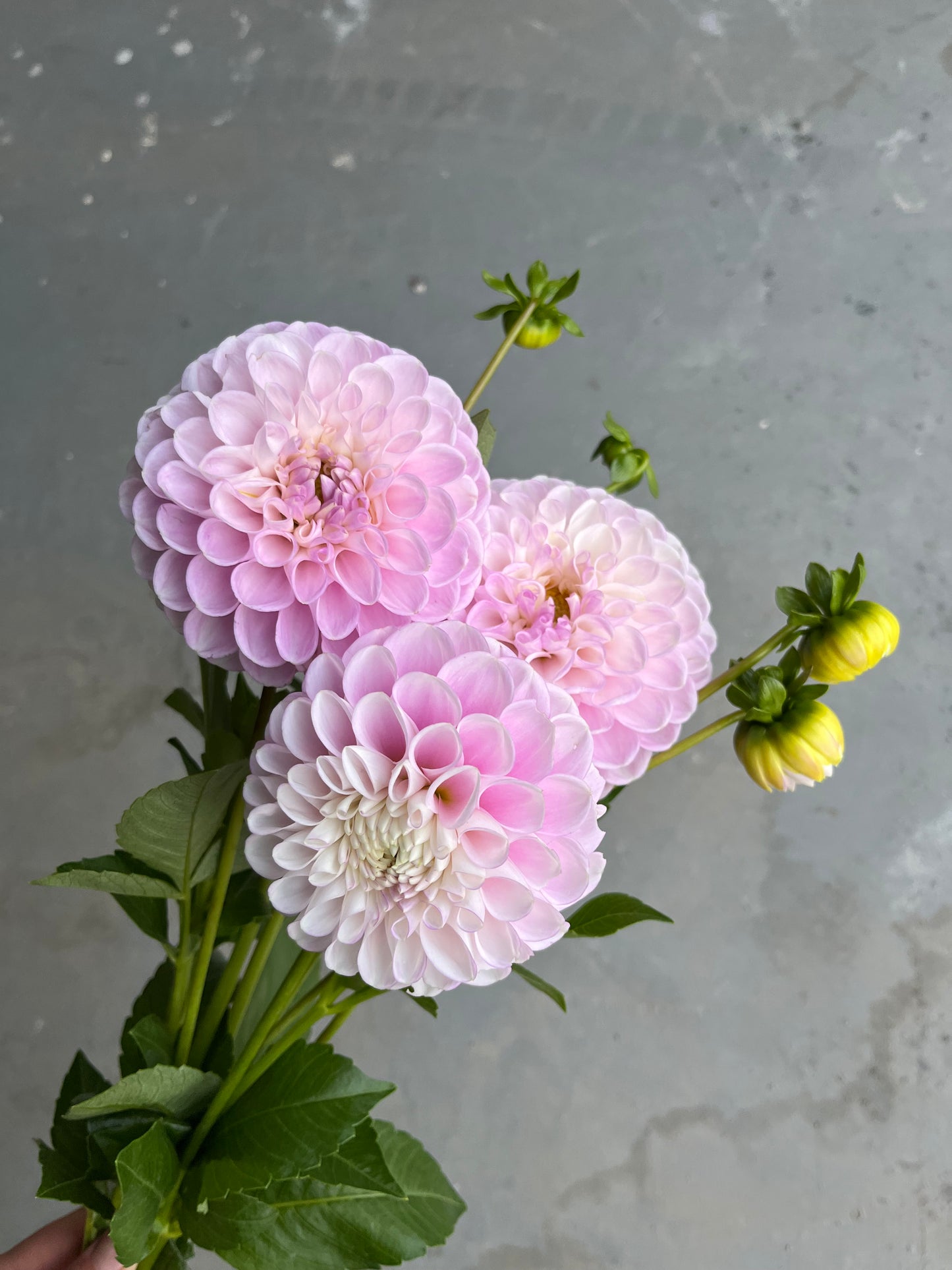 RC- Dahlia 'Snoho Sonia' (1 plant)