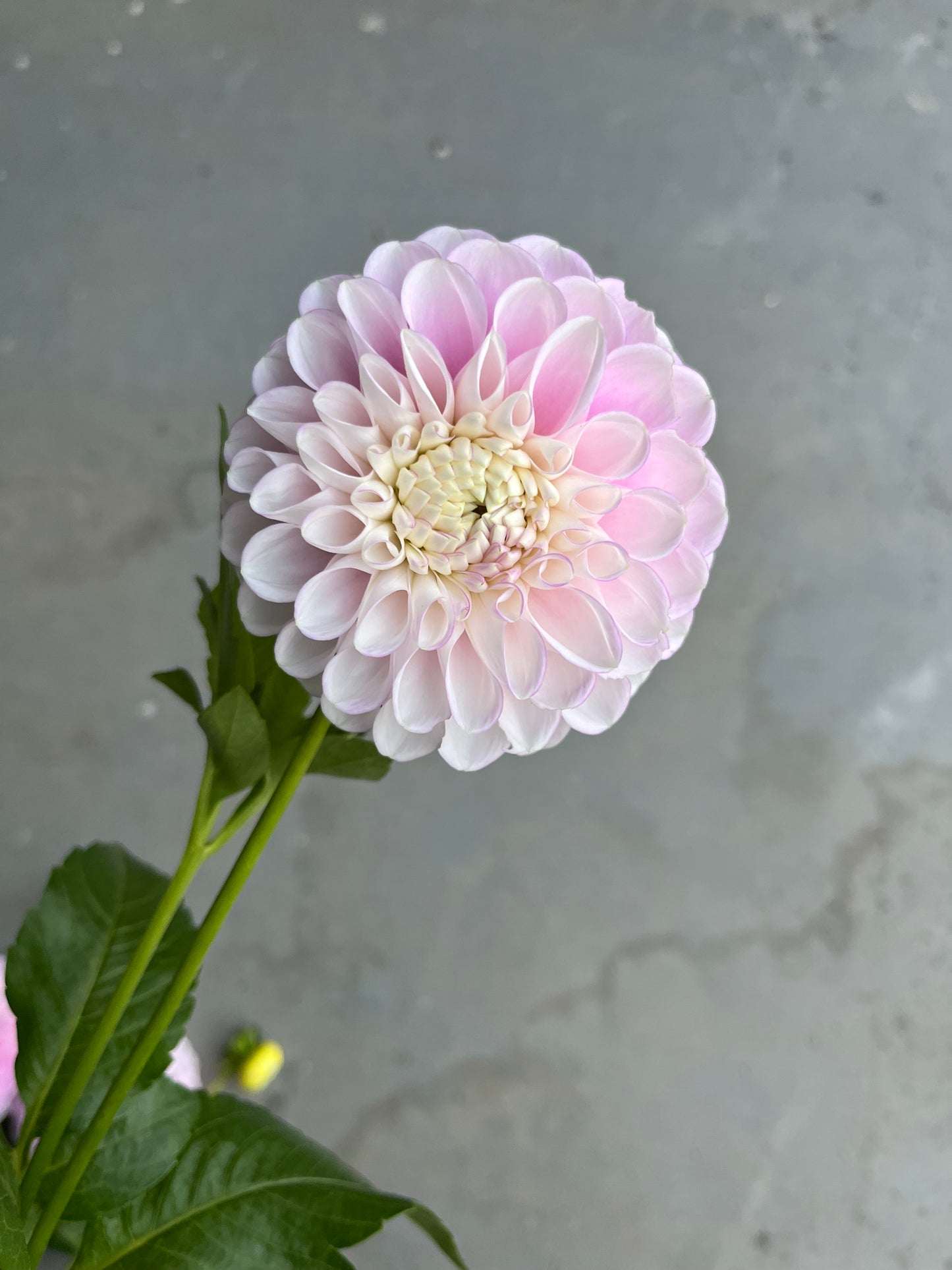 RC- Dahlia 'Snoho Sonia' (1 plant)