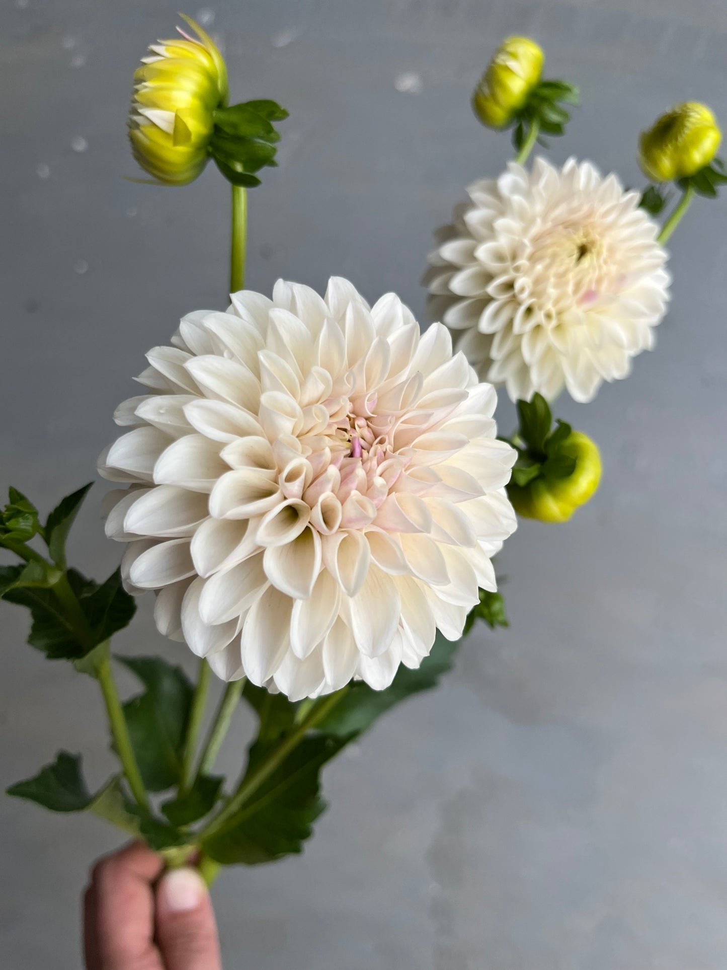 RC- Dahlia 'Tahoma Kelli' (1 plant)