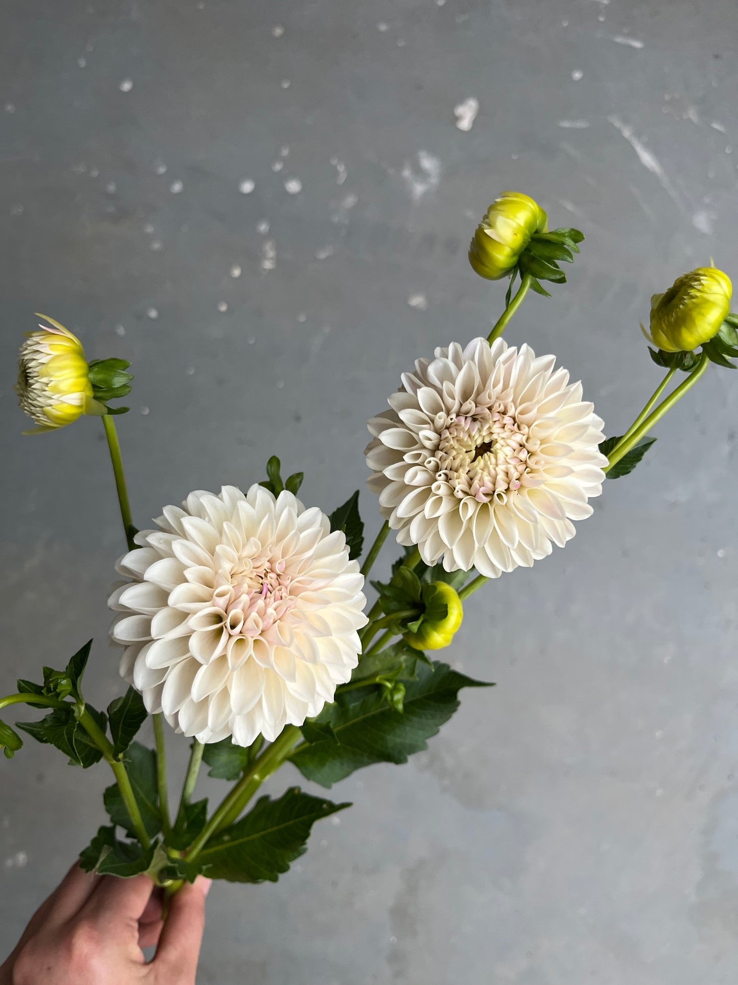 RC- Dahlia 'Tahoma Kelli' (1 plant)