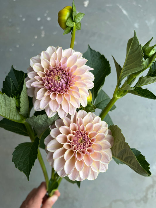 RC- Dahlia 'Cinder Rose' (1 plant)