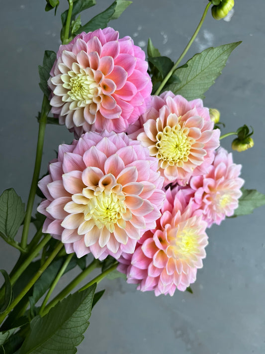 RC- Dahlia 'Sugartown Sunrise' (1 plant)