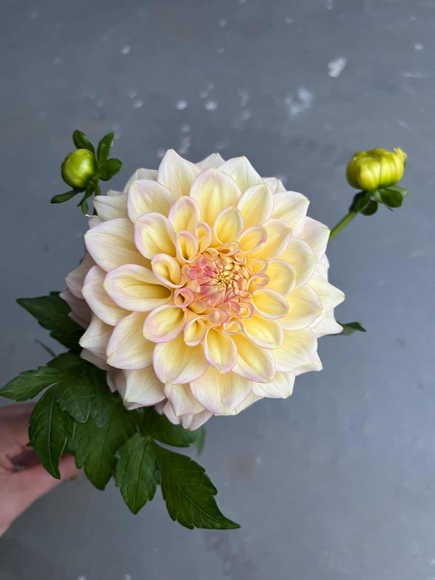 RC- Dahlia 'Sidehill Trishie' (1 plant)