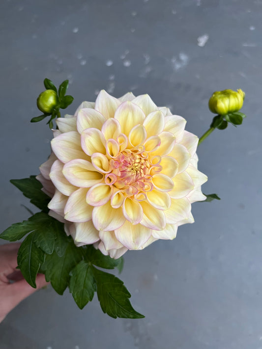RC- Dahlia 'Sidehill Trishie' (1 plant)