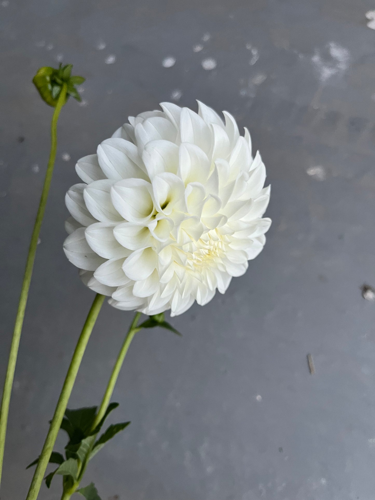 RC- Dahlia 'Formby Alpine' (1 plant)