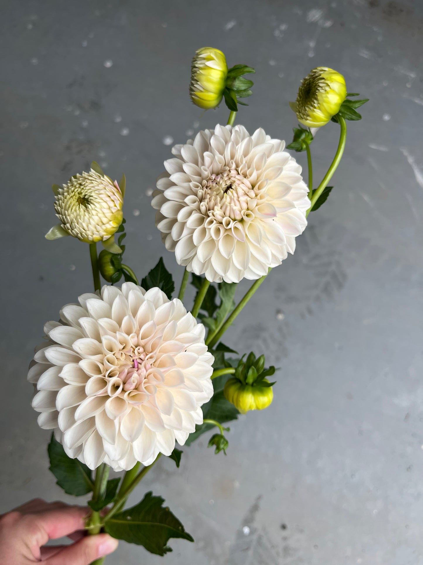 RC- Dahlia 'Tahoma Kelli' (1 plant)