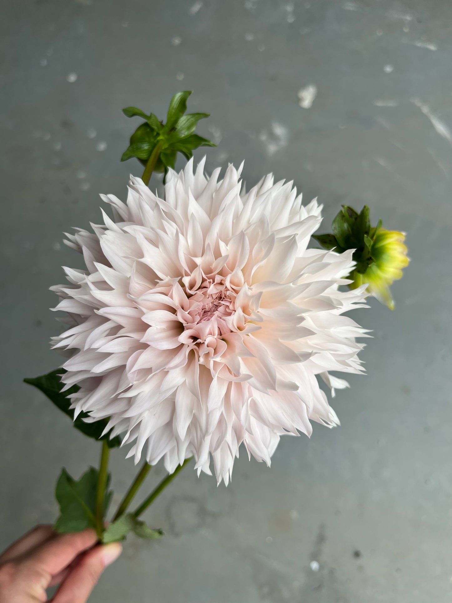 RC- Dahlia 'Lee's Starchild' (1 plant)