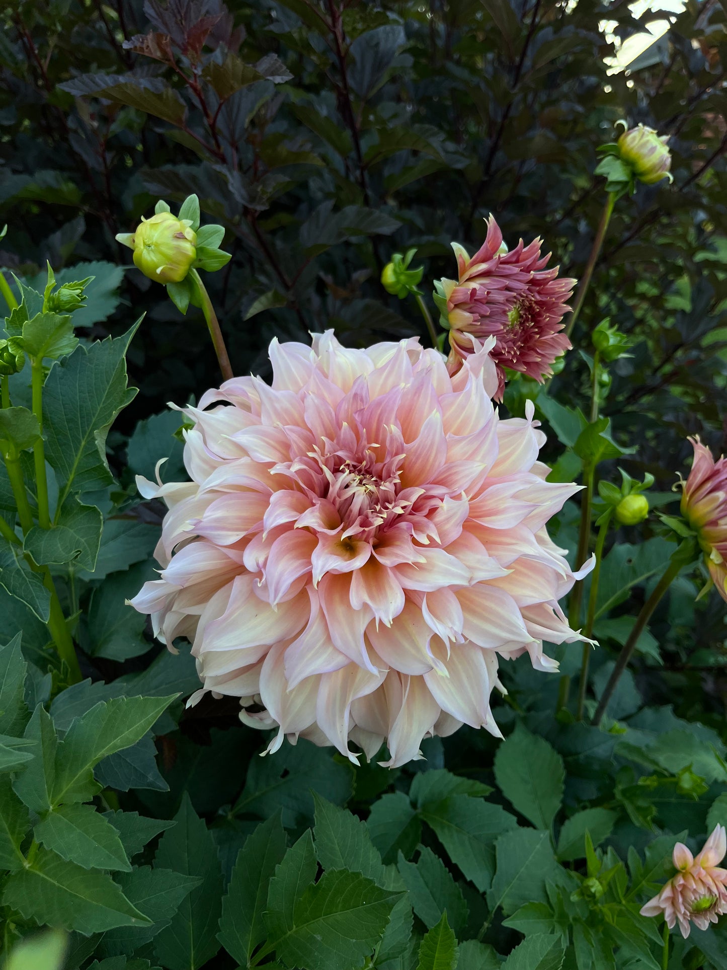 RC- Dahlia 'Summer Rain'  (1 plant)
