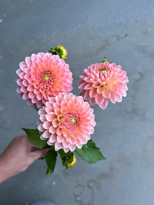 RC- Dahlia 'Barbarry Dominion' (1 plant)