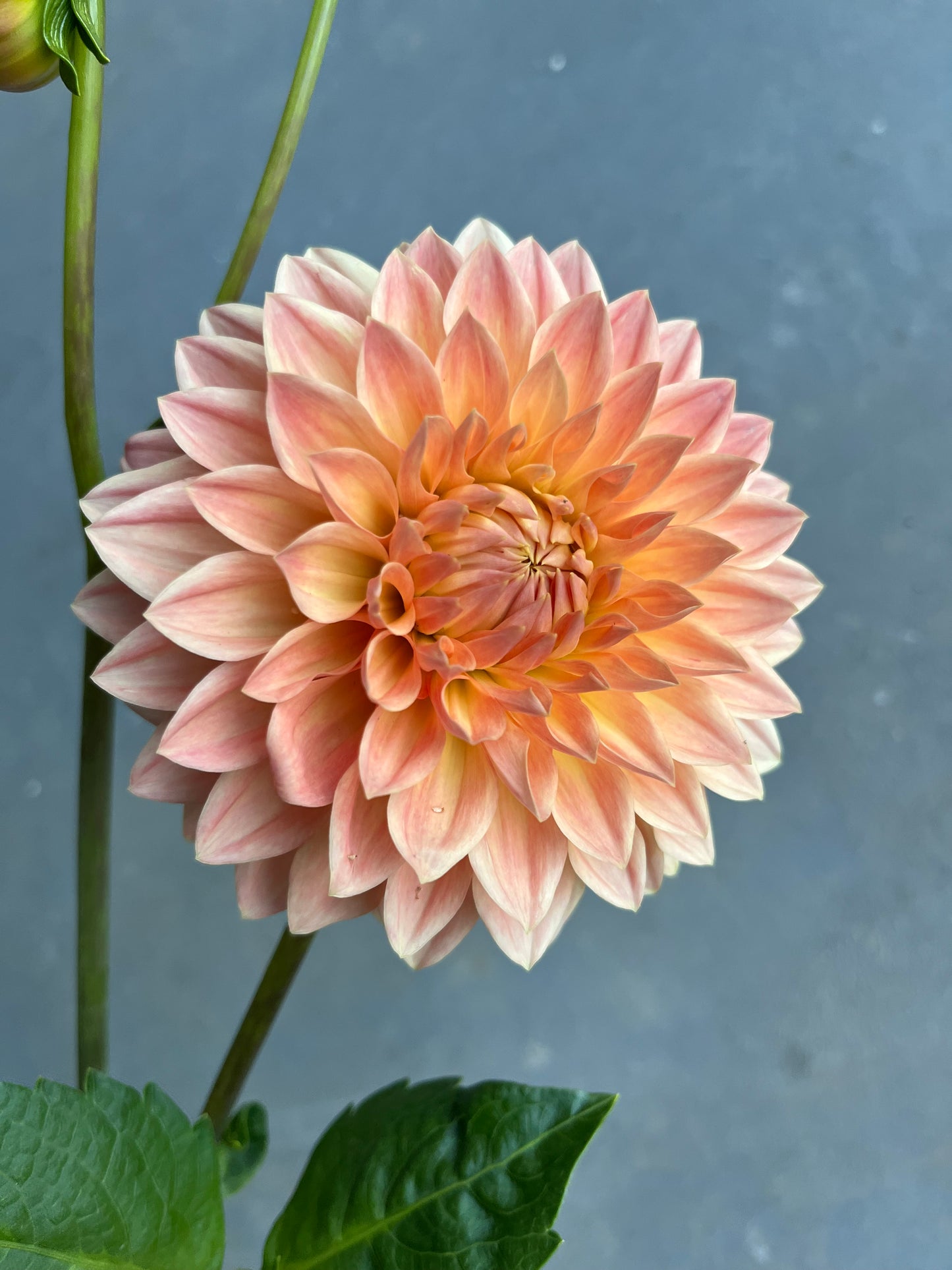RC- Dahlia 'Hamilton Lillian' (1 plant)