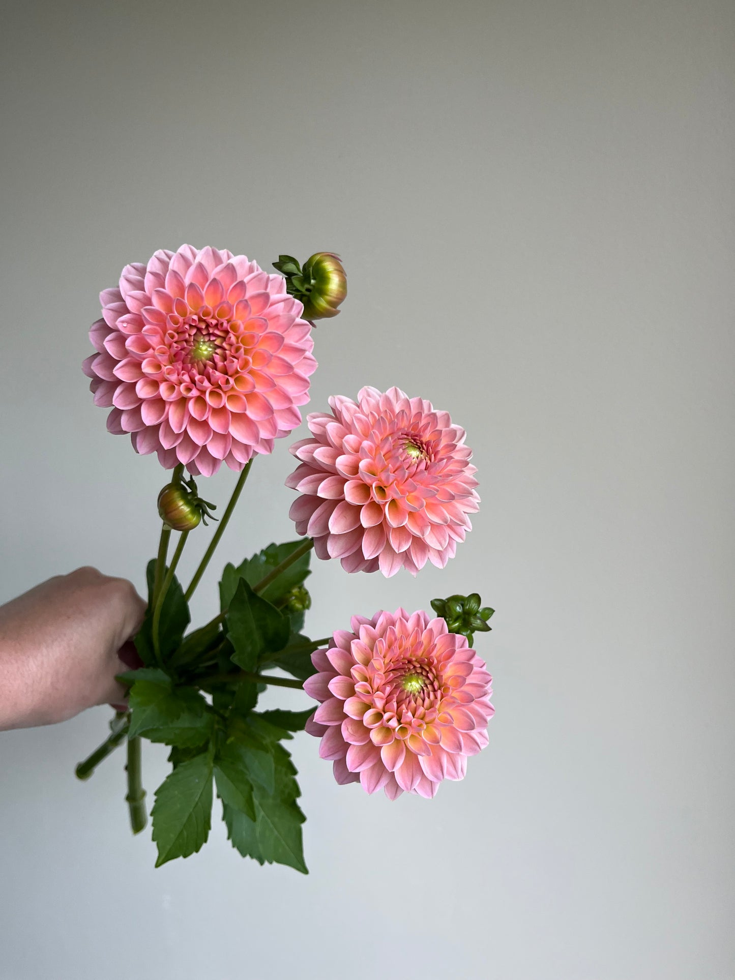 RC- Dahlia 'Barbarry Dominion' (1 plant)