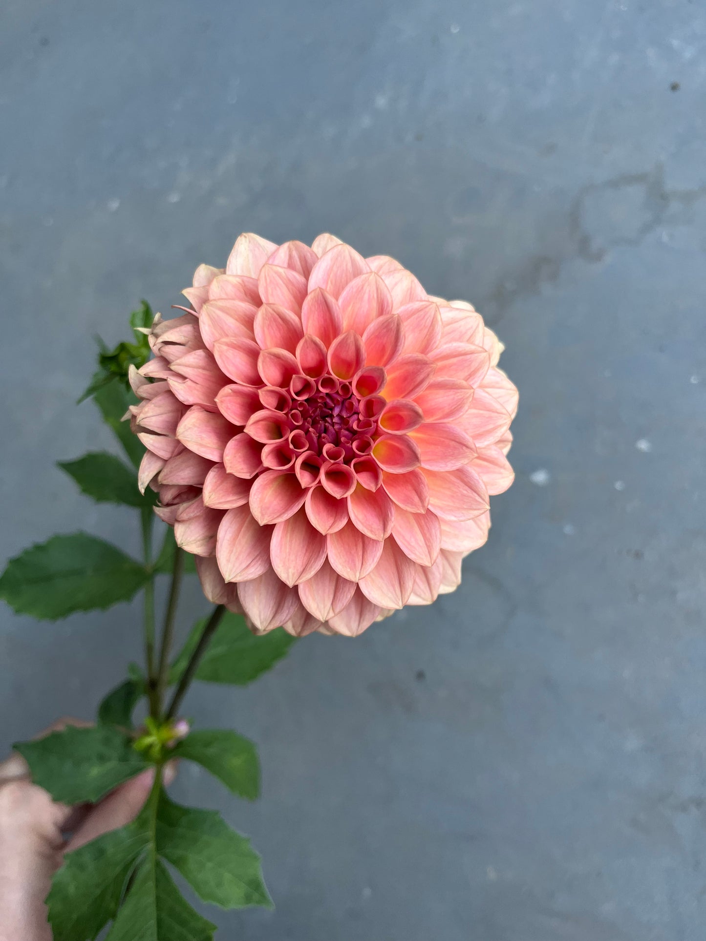 RC- Dahlia 'Levi's Blue Smoke' (1 plant)