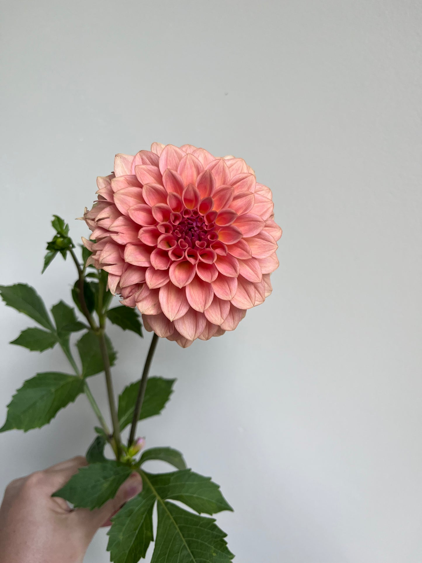 RC- Dahlia 'Levi's Blue Smoke' (1 plant)