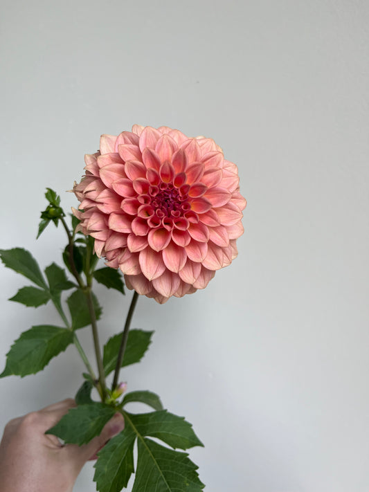 RC- Dahlia 'Levi's Blue Smoke' (1 plant)