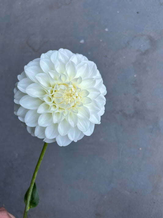 RC- Dahlia 'Formby Alpine' (1 plant)