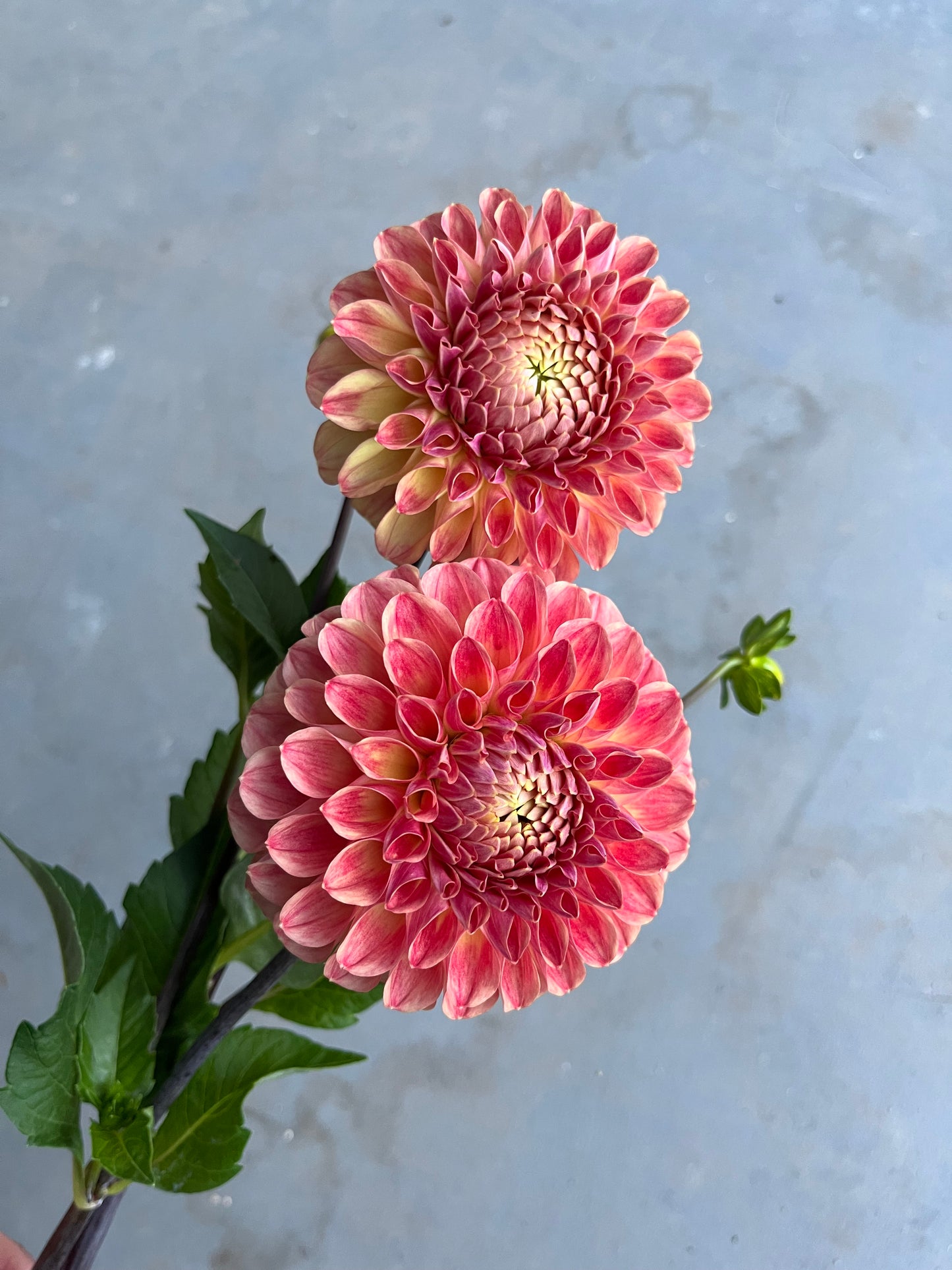 RC- Dahlia 'RM James' (1 plant)