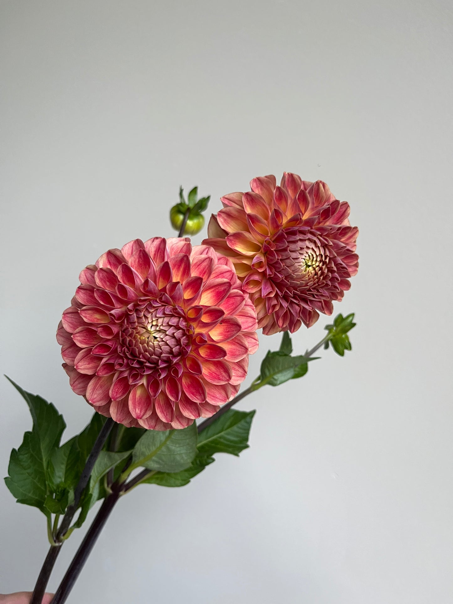 RC- Dahlia 'RM James' (1 plant)