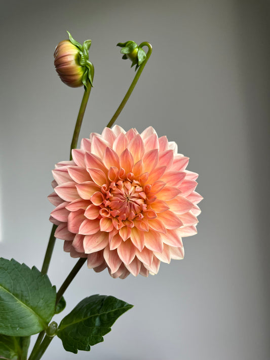 RC- Dahlia 'Hamilton Lillian' (1 plant)