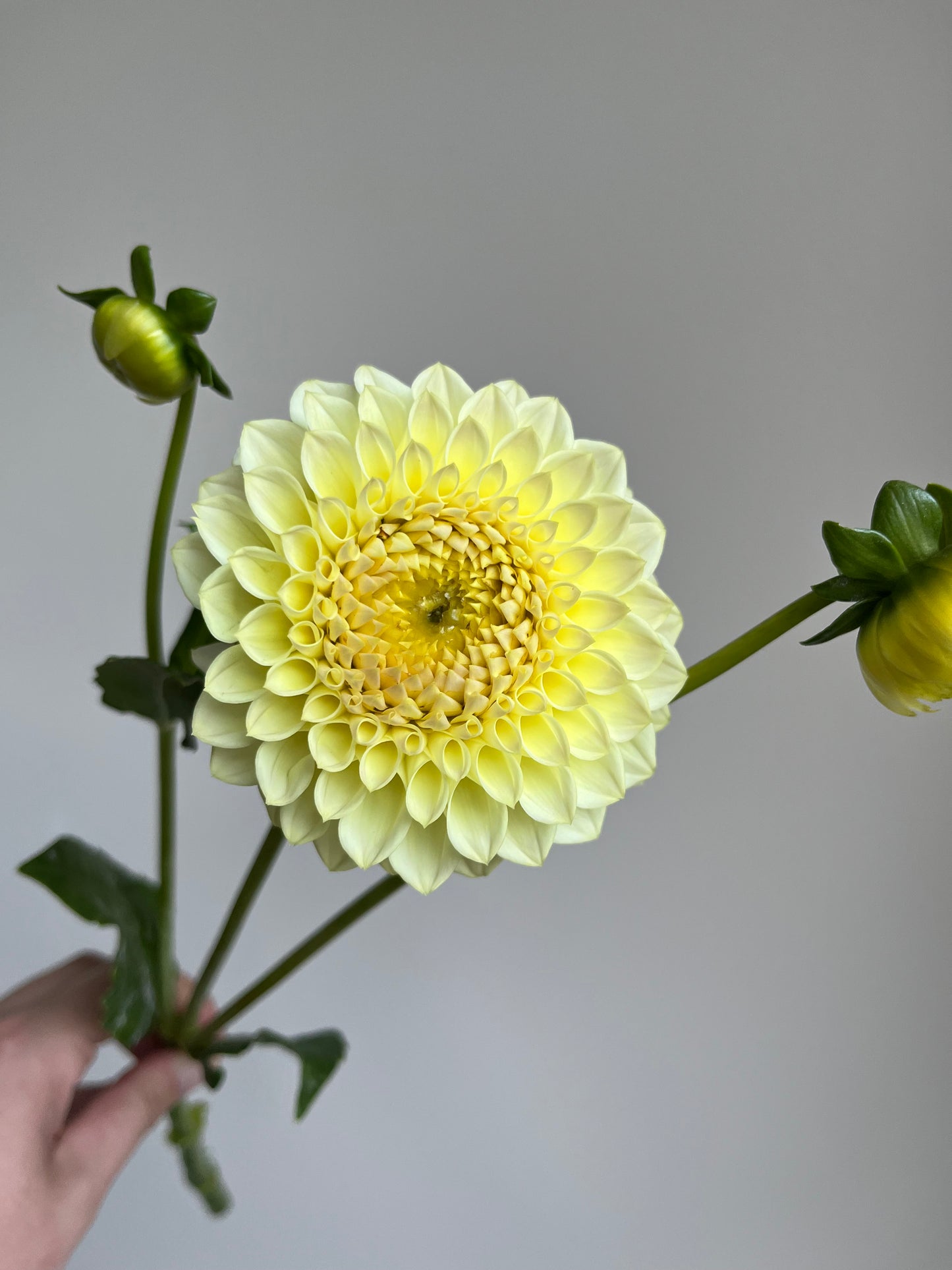 RC- Dahlia 'Winholme Diane' (1 plant)