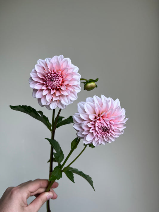 RC- Dahlia 'RM Baby Girl' (1 plant)