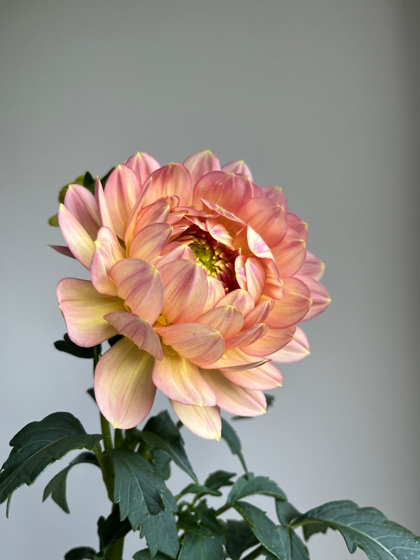 RC- Dahlia 'Hollyhill Serenity' (1 plant)