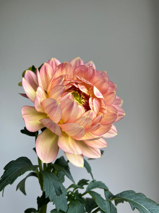 RC- Dahlia 'Hollyhill Serenity' (1 plant)