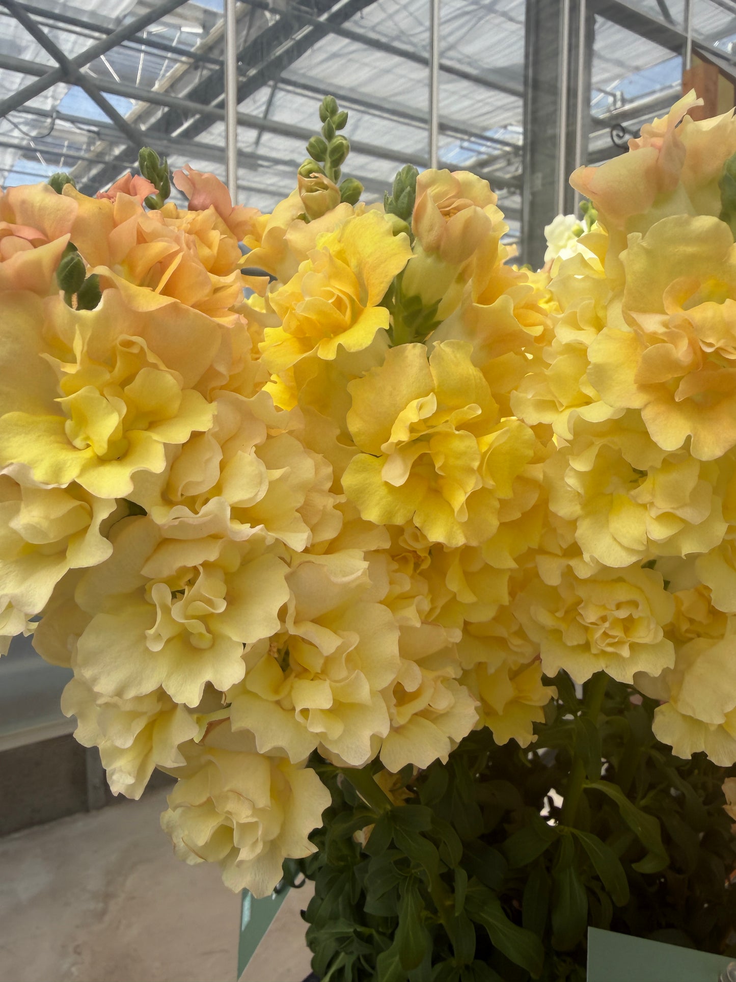 Snapdragon 'Snapstar Champagne'