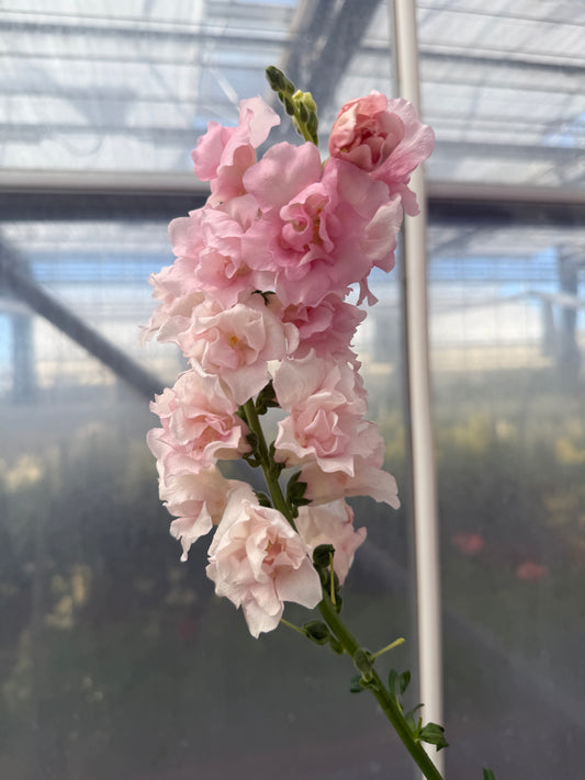 Snapdragon 'Snapstar Pink'
