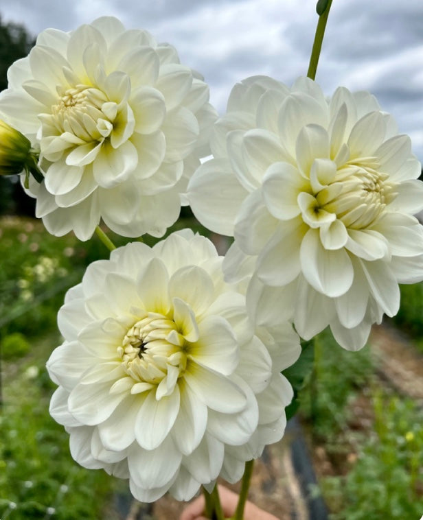 Bulk Flower Bucket - White