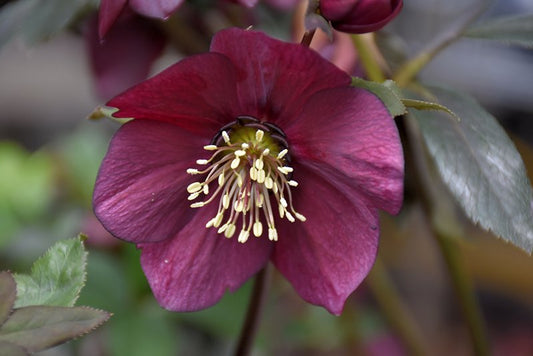 Helleborus Winter Jewels 'Ruby Wine'