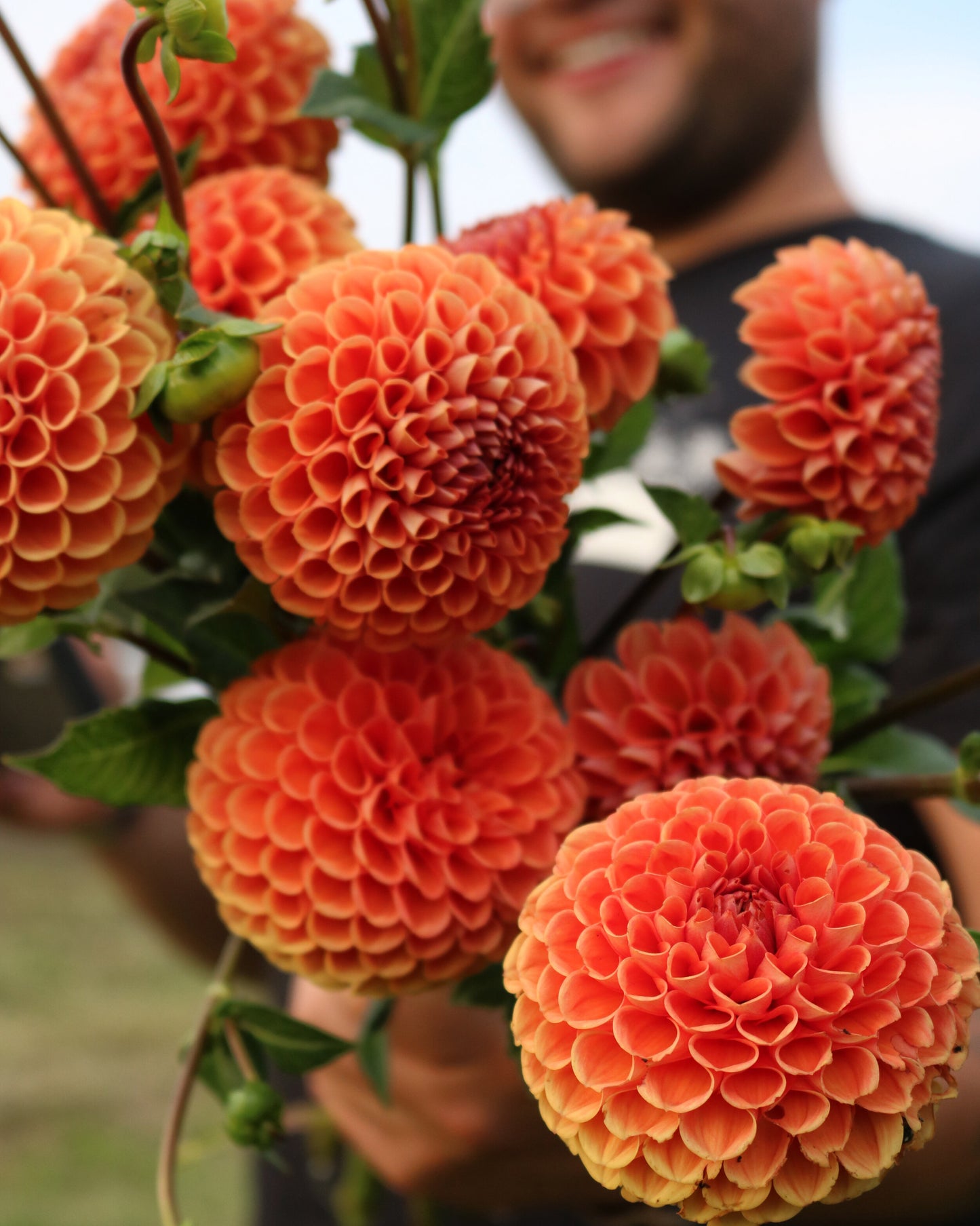 Dahlia Tuber 'Cornel Bronze'