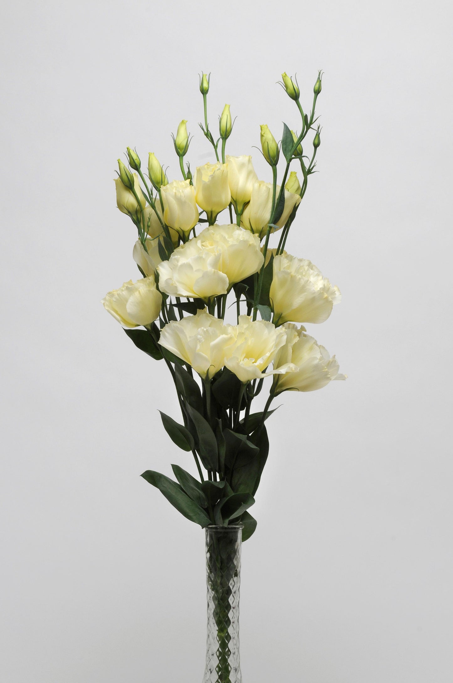 Lisianthus ABC 1 Yellow