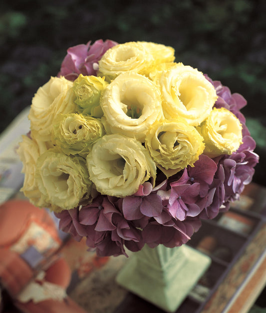 Lisianthus Arena 3 Gold