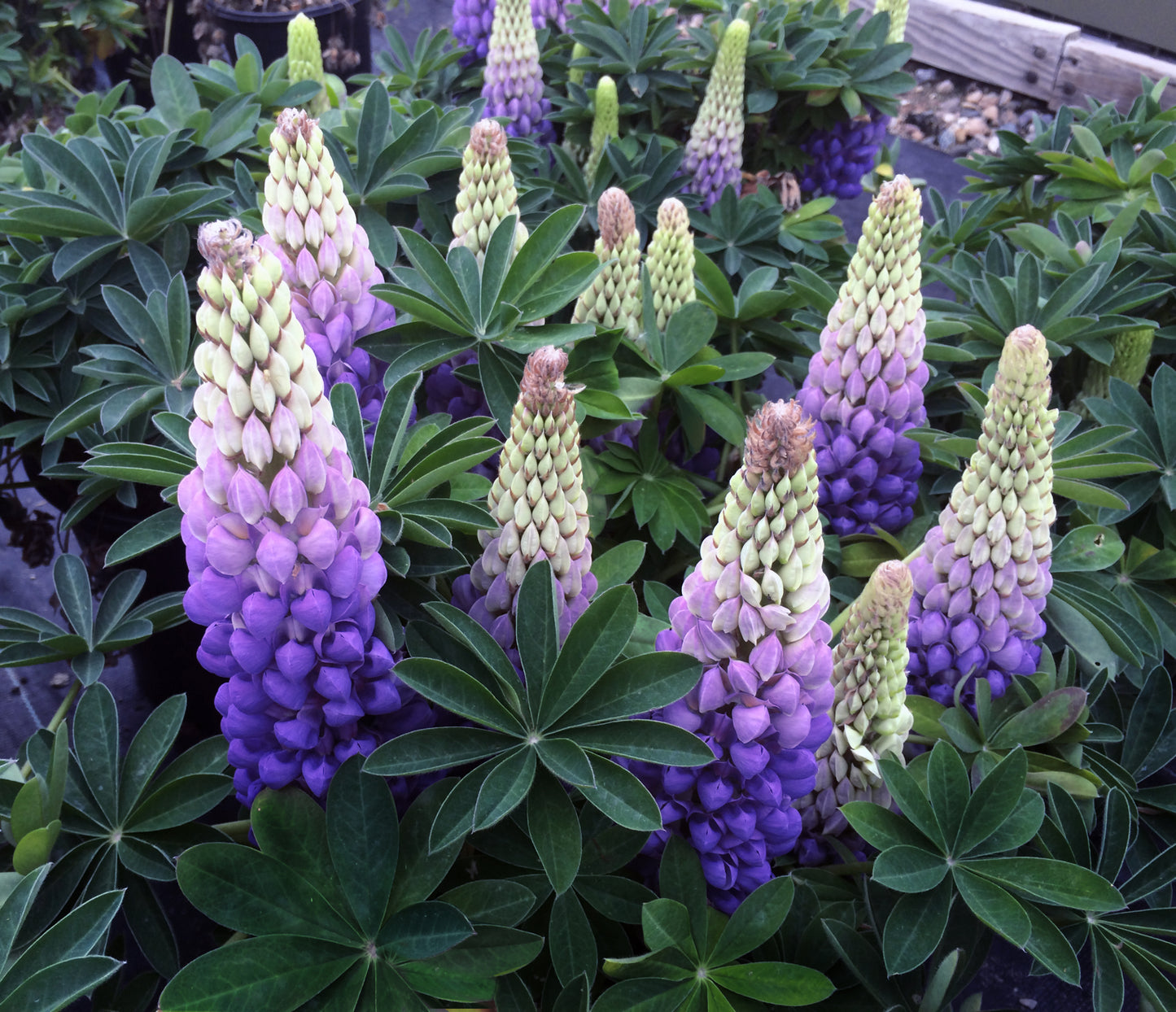 Lupine Westcountry Persian Slipper - 1 plant