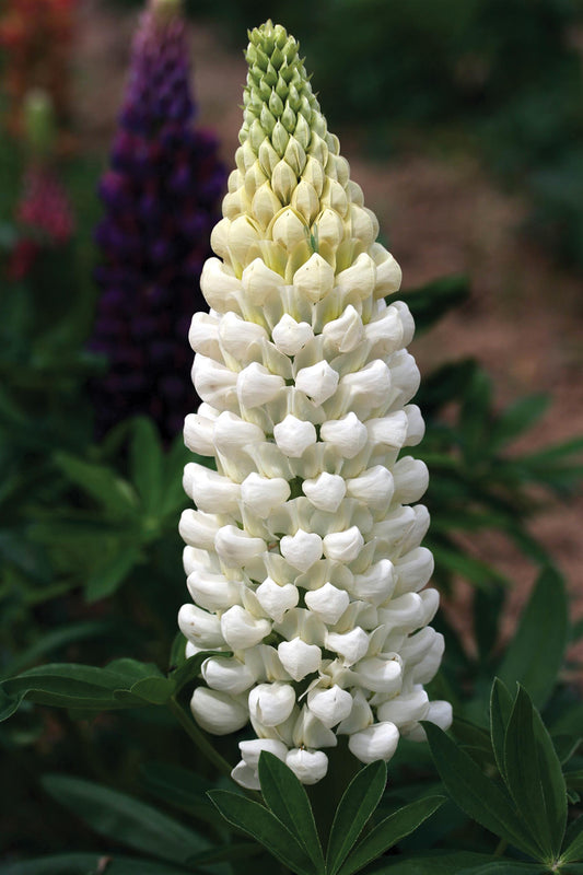 Lupine Westcountry Polar Princess - 1 plant