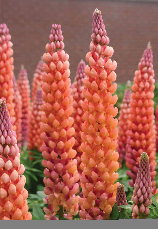 Lupine Westcountry Salmon Star - 1 plant