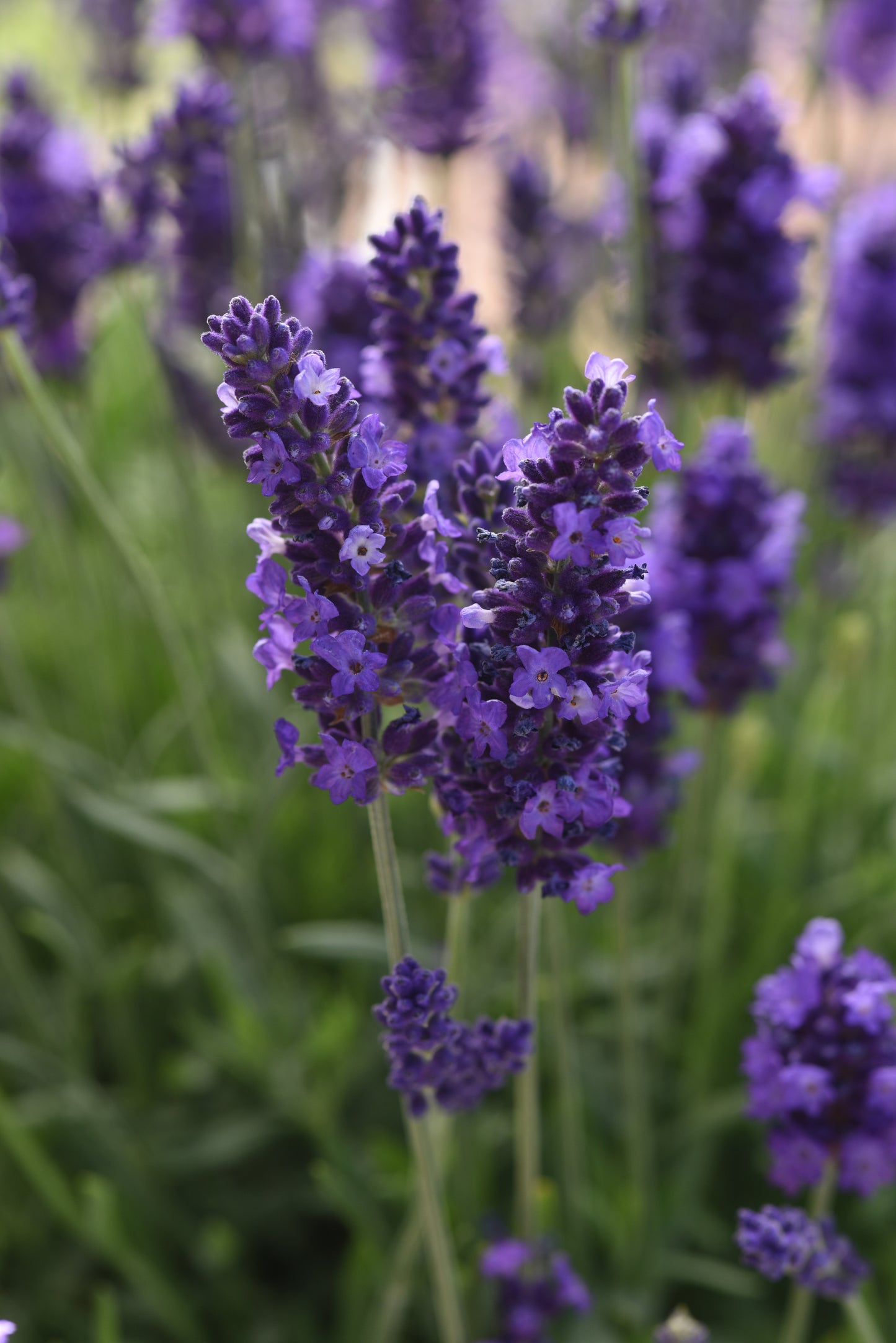 Lavandula angustifolia 'Blue Spear'