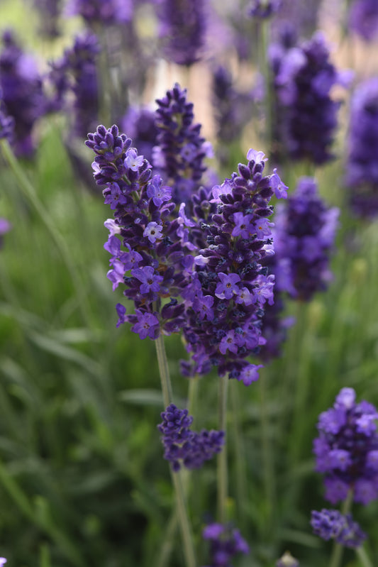 Lavandula angustifolia 'Blue Spear'