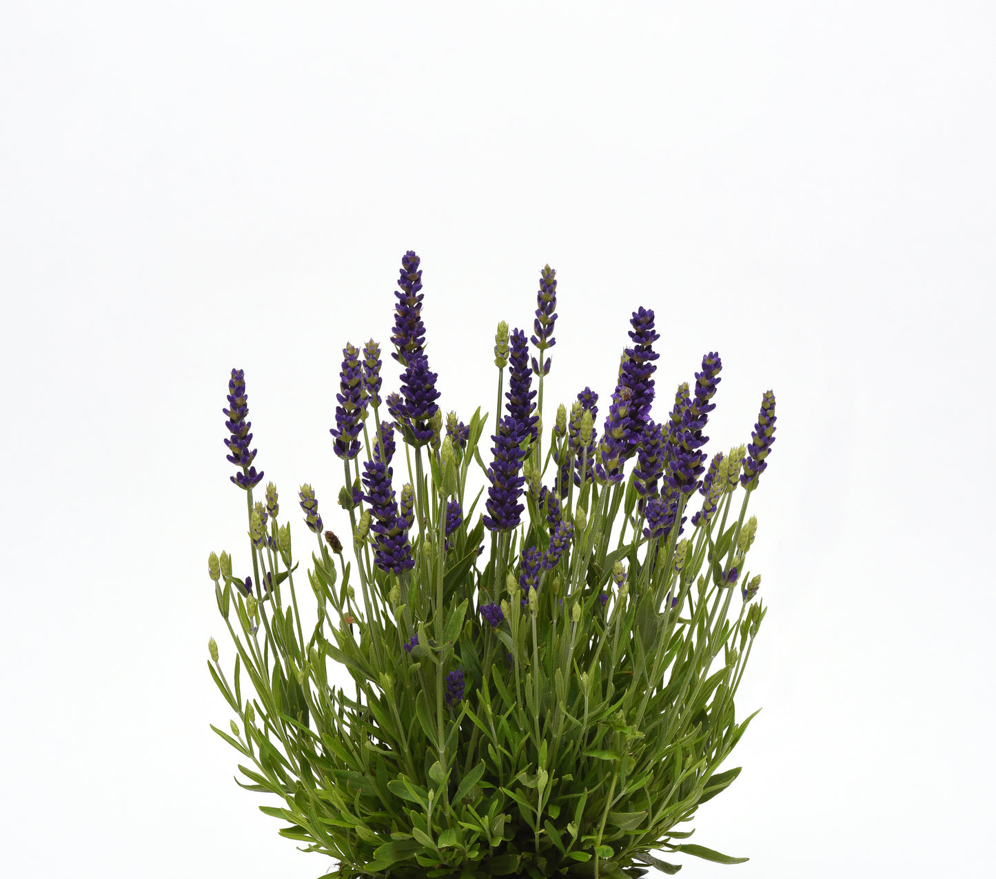 Lavandula angustifolia 'Blue Spear'