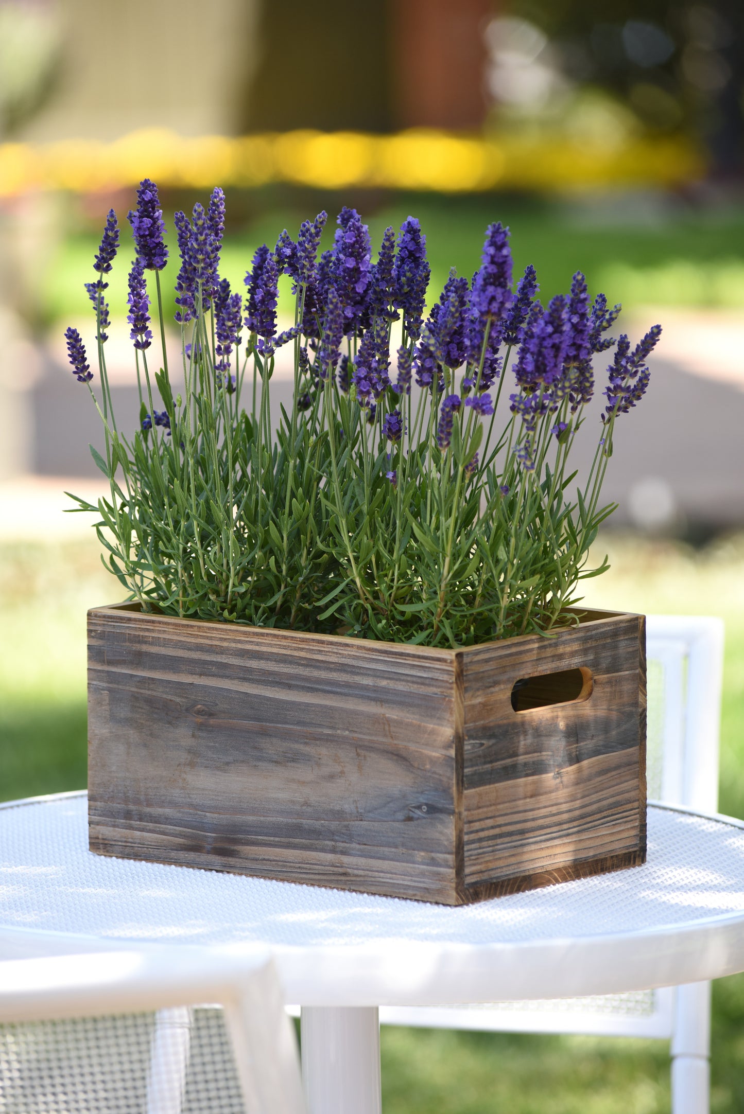 Lavandula angustifolia 'Blue Spear'