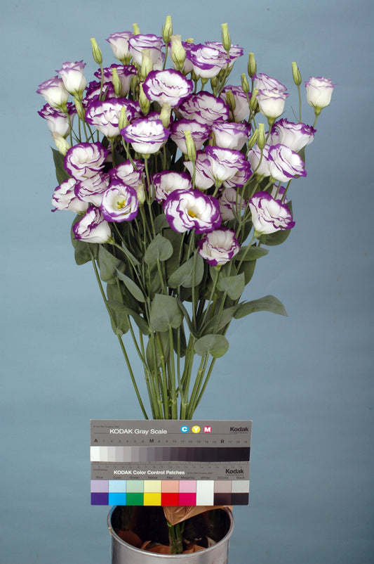 Lisianthus Bolero Blue Picotee