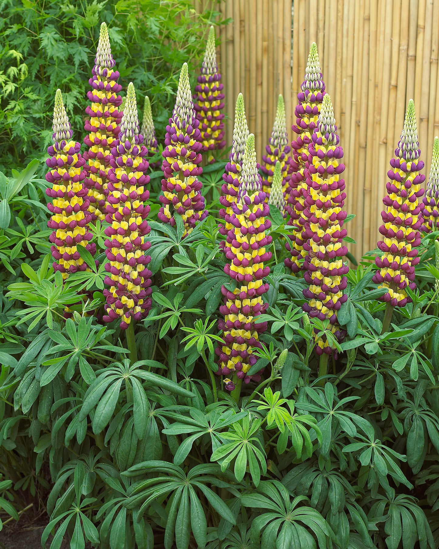 Lupine Westcountry Manhattan Lights - 1 plant