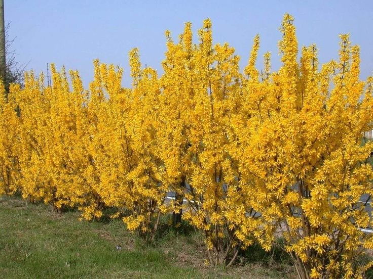 Forsythia 'Lynwood', lot of 3